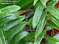 2003-1229gardenleaves
